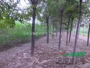 2015年河南白蠟基地，白蠟樹價(jià)格