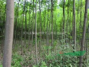 2015年河南白蠟基地，白蠟樹價(jià)格