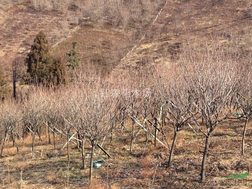 農(nóng)戶一手特價(jià) 櫻花 早櫻 晚櫻 白櫻 紅纓 海棠紅楓玉蘭