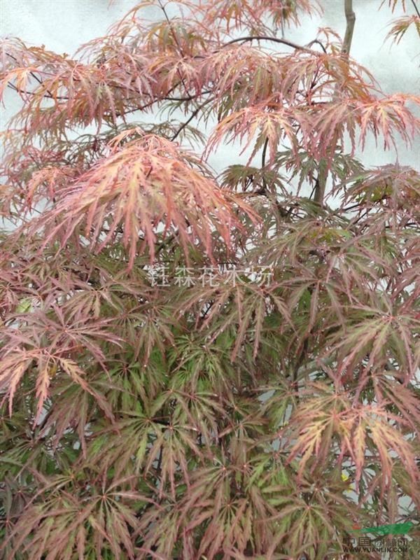 農(nóng)戶一手特價 羽毛楓 規(guī)格齊全歡迎實地考察選購包差旅 紅楓