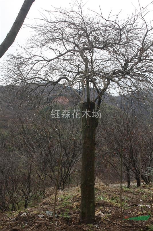農(nóng)戶一手特價(jià) 高接羽毛楓 規(guī)格齊全歡迎實(shí)地考察包差旅 紅楓