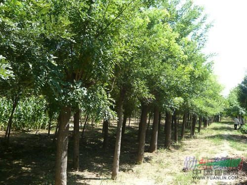 6公分法桐報(bào)價(jià)天津法桐價(jià)格