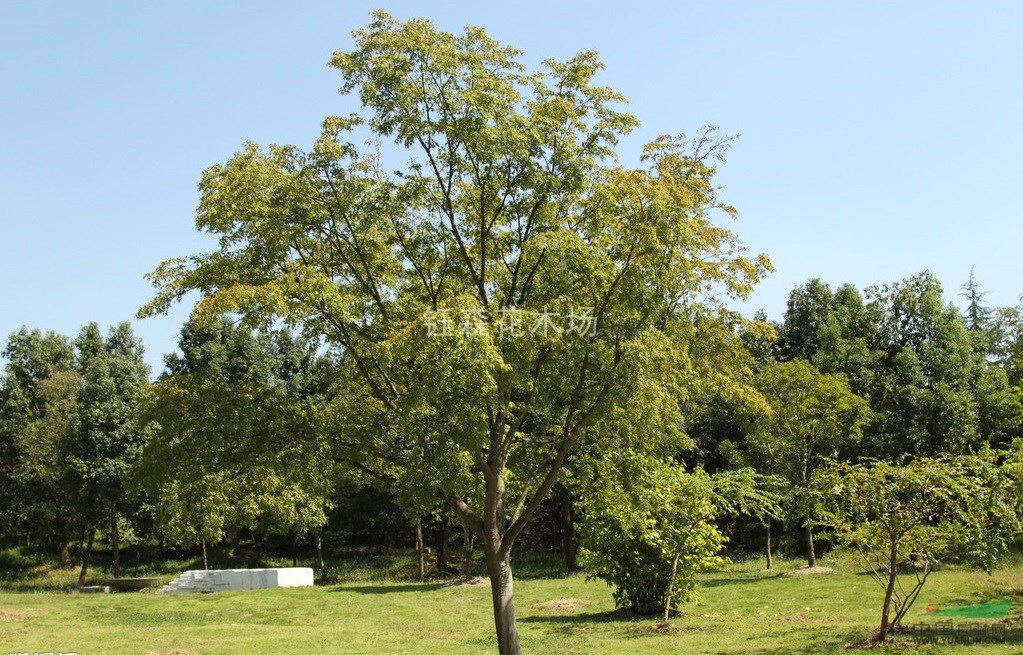 農(nóng)戶一手特價(jià) 雞爪槭 青楓 規(guī)格齊全歡迎實(shí)地考察選購包差旅