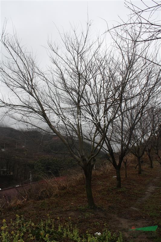 農(nóng)戶一手特價(jià) 雞爪槭 青楓 規(guī)格齊全歡迎實(shí)地考察選購包差旅