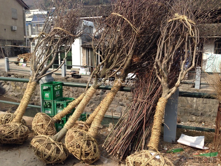 農(nóng)戶一手特價 紫玉蘭 白玉蘭 黃玉蘭 紅玉蘭 歡迎批發(fā)包食宿