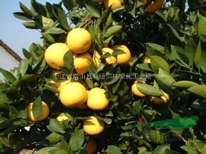 浙江胡柚批發(fā)，胡柚樹價(jià)格，實(shí)生胡柚，嫁接胡柚