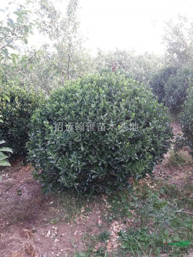 山東大葉黃楊球