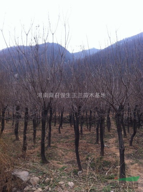 河南黃櫨基地最便宜出售黃櫨
