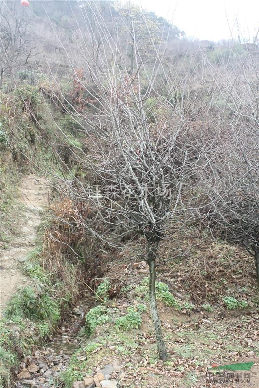 農(nóng)戶一手特價(jià) 垂絲海棠  歡迎實(shí)地考察選購(gòu)包差旅 另紅楓櫻花