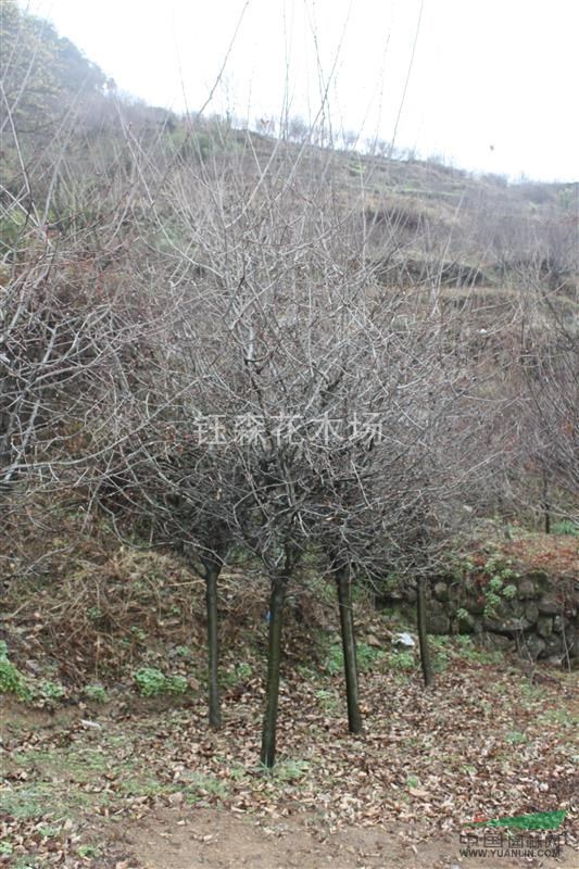 農(nóng)戶一手特價(jià) 垂絲海棠  歡迎實(shí)地考察選購(gòu)包差旅 另紅楓櫻花