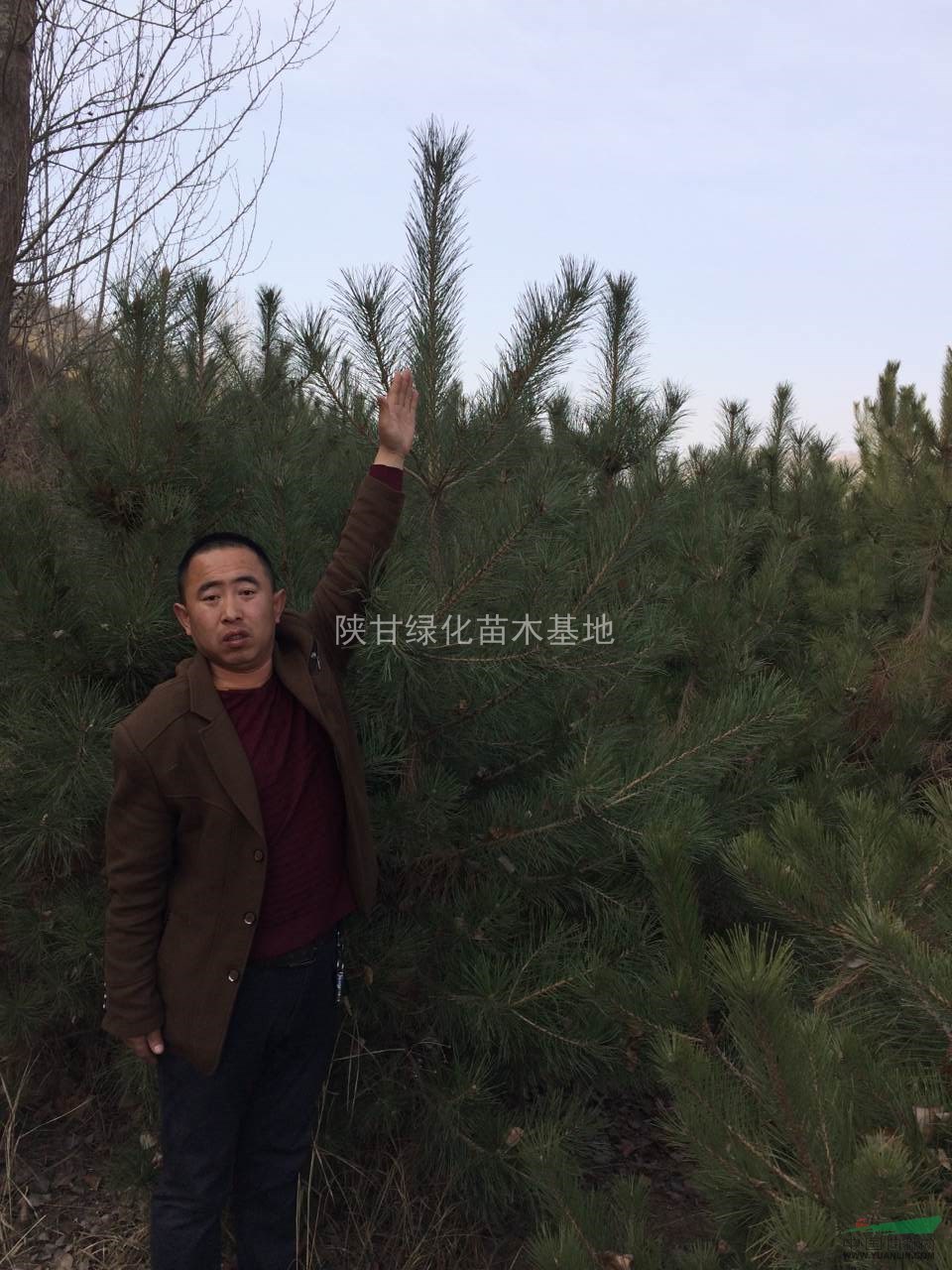 陕西榆林油松大量低价供应,1.5米油松价格优惠