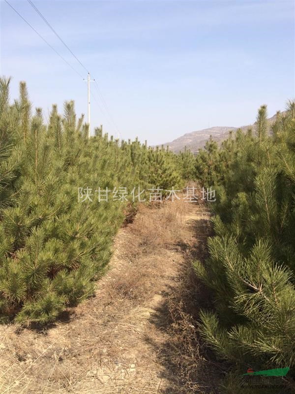 陕西榆林油松大量低价供应,1.5米油松价格优惠