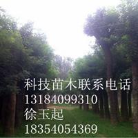 28,30公分合歡*新價格詳單