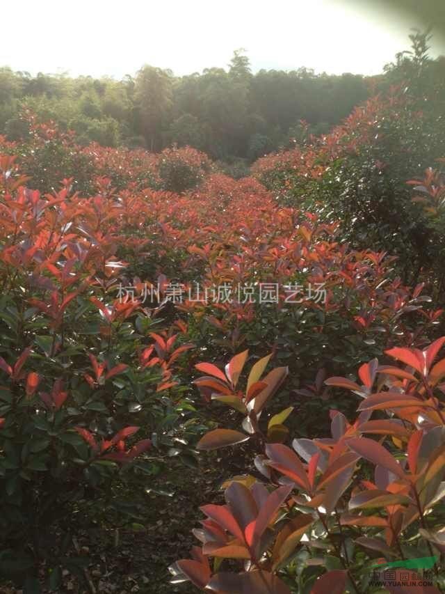 出售紅葉石楠球 高桿苗