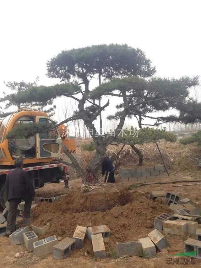 造型油松價(jià)格，造型油松照片，造型油松