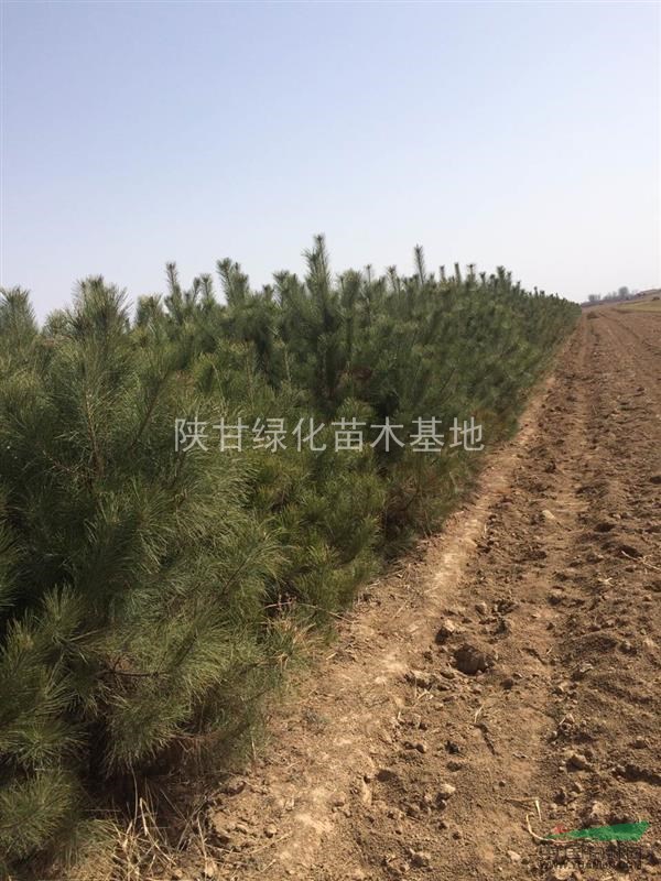 陕西1.5米-2.5米油松大量低价供应,榆林油松低价出售