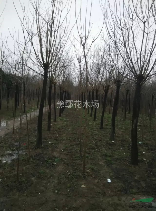 截頭國槐