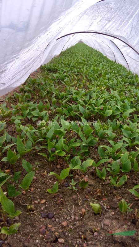 望春花，山玉蘭，辛夷，玉蘭，浙江嵊州地區(qū)供應(yīng)望春花芽苗