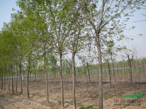 淮安8公分國(guó)槐價(jià)格價(jià)格_8公分國(guó)槐價(jià)格市場(chǎng)報(bào)價(jià)
