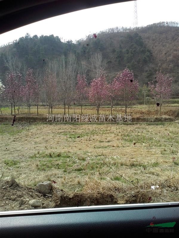 供應(yīng)8-10公分紅玉蘭