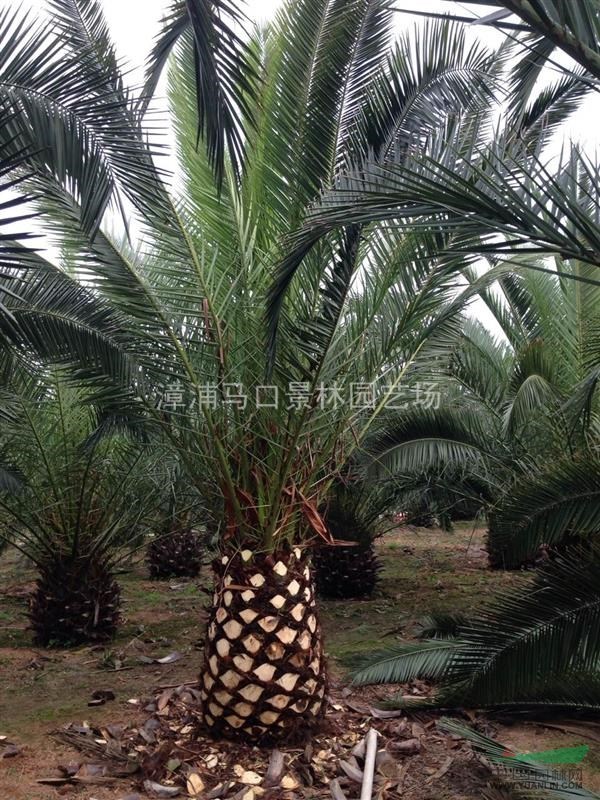 农户基地低价批发质量保证地苗/袋苗加拿利海枣