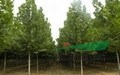 宿州30公分國(guó)槐_23公分國(guó)槐25公分國(guó)槐