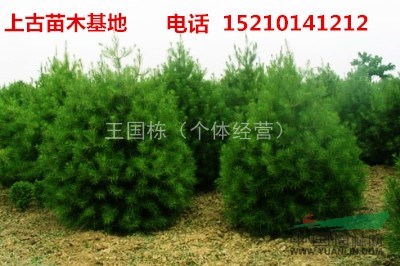 基地主打產品是各種規(guī)格的白皮松，適合不同的工程需求