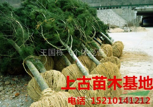 基地主打產品是各種規(guī)格的白皮松，適合不同的工程需求
