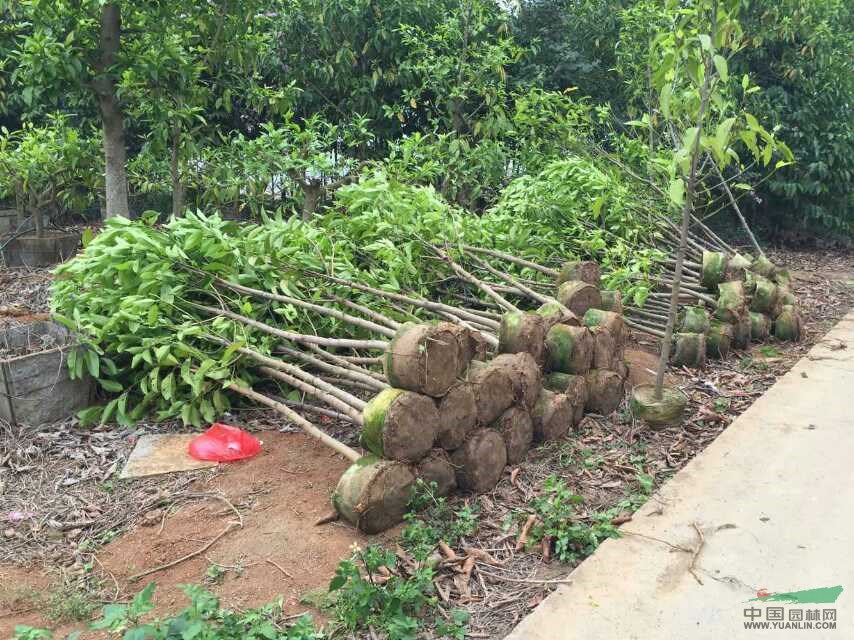 秋枫、黄槐、紫荆等大量出售