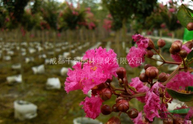 米徑3公分紫薇 四川紫薇 紅花紫薇 紫薇價(jià)格 苗圃貨