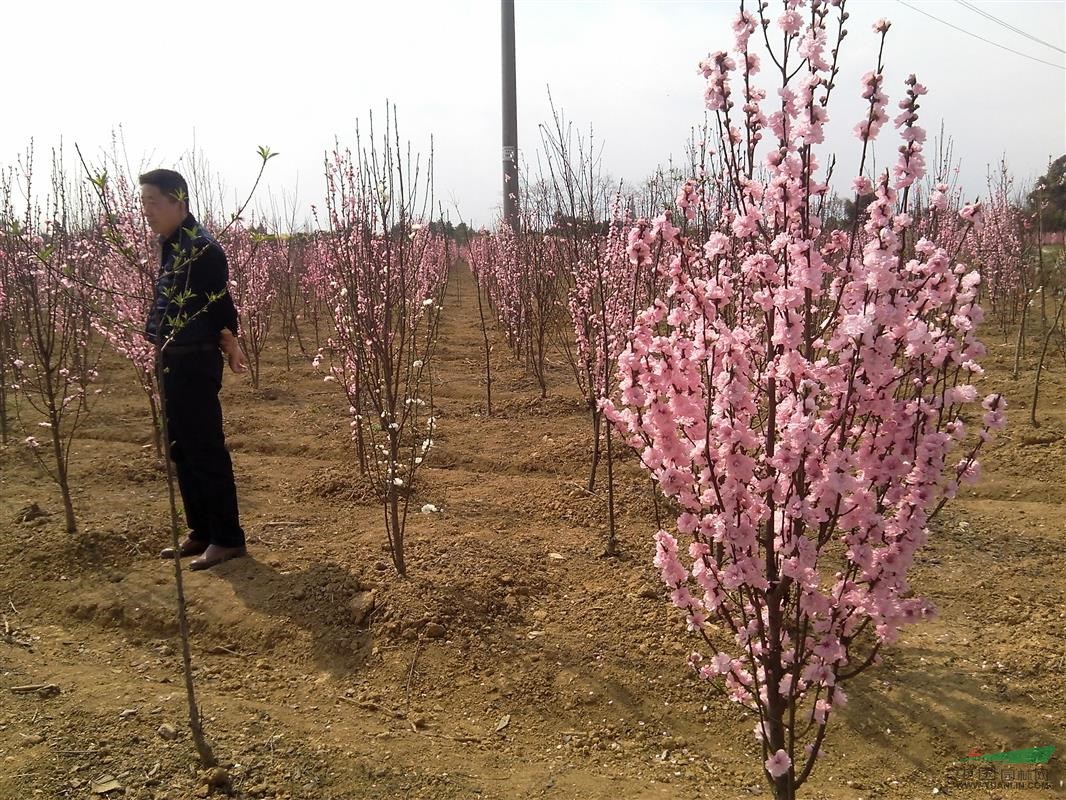 照手桃 龍柱碧桃 地徑3-4公分 照手桃基地 苗圃貨