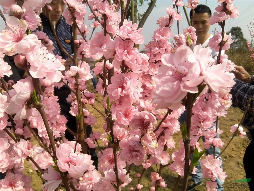 照手桃 龍柱碧桃 地徑3-4公分 照手桃基地 苗圃貨