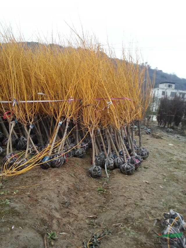 供應黃金槐精品苗及當年生小苗