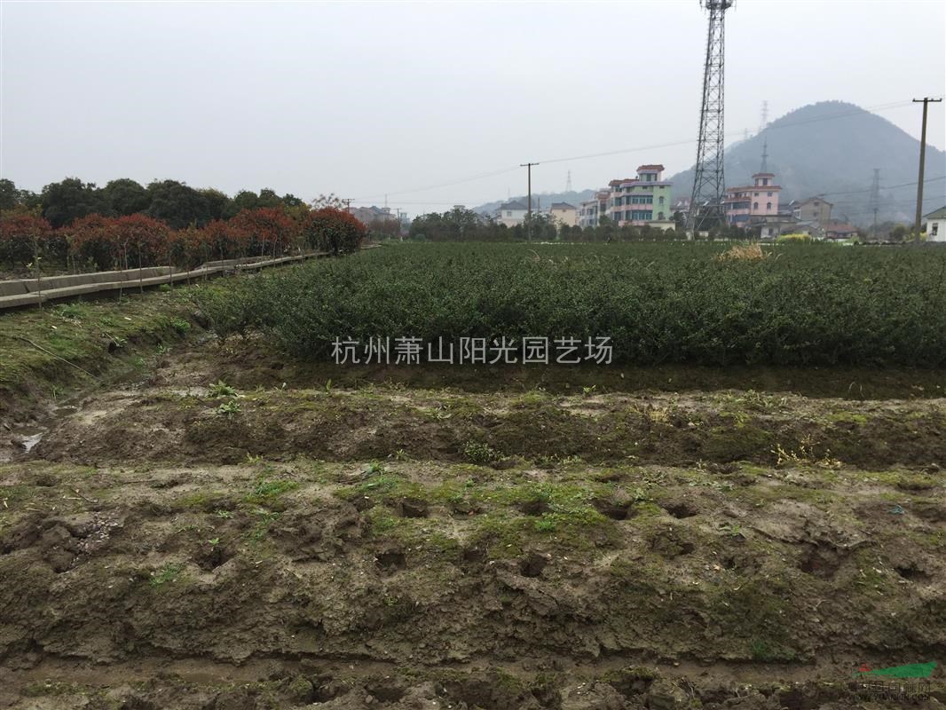 供應龜甲冬青色塊苗及小毛球 球類