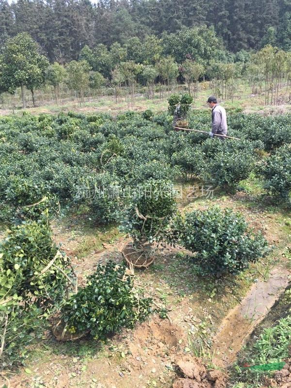 供應無刺構骨小毛球及精品球類
