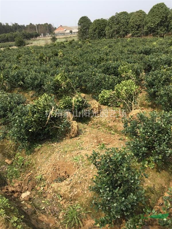 供應無刺構骨小毛球及精品球類