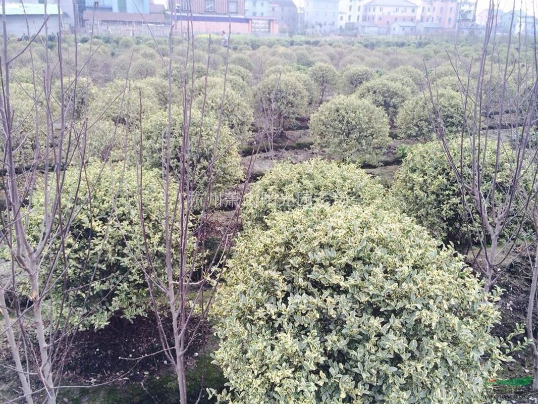 供應(yīng)銀姬小蠟小杯苗及毛球 精品球類苗
