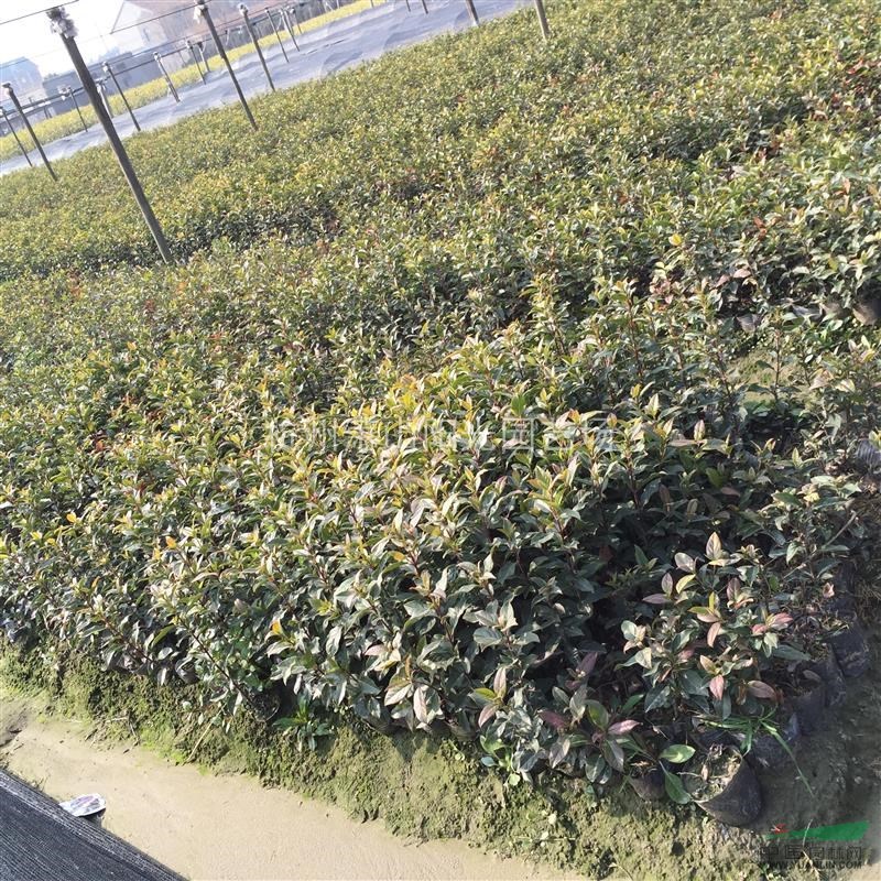 供應地中海莢蒾小杯苗及小毛球 及小規格球類