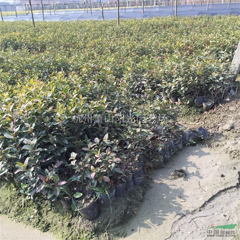 供應地中海莢蒾小杯苗及小毛球 及小規格球類