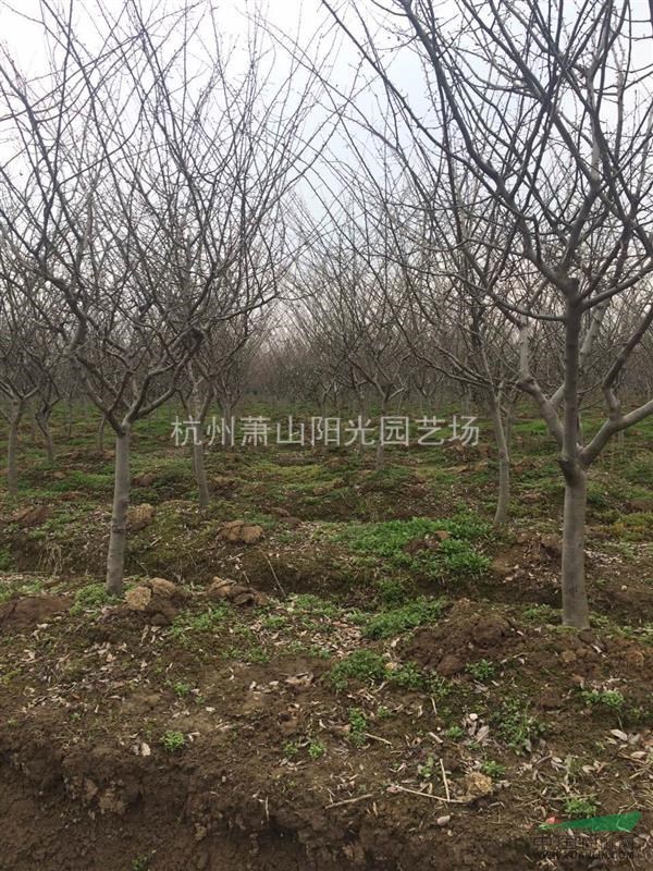 垂絲海棠精品苗