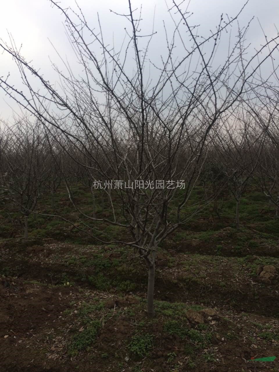 垂絲海棠精品苗
