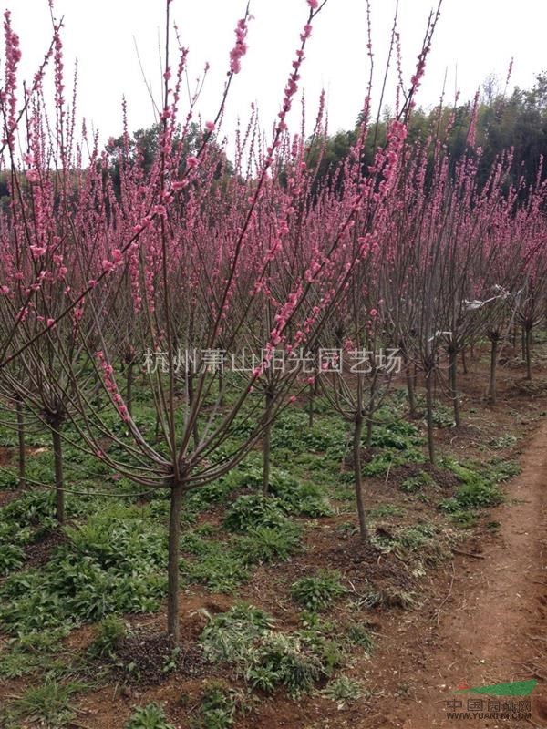 供應3-12公分精品紅梅 