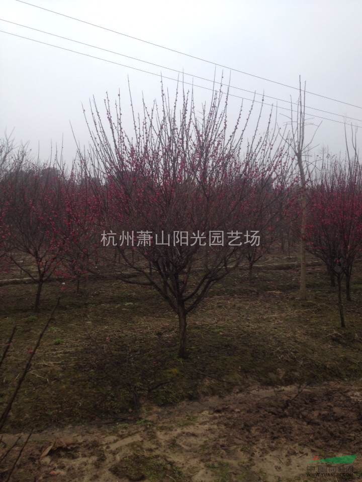 供應3-12公分精品紅梅 