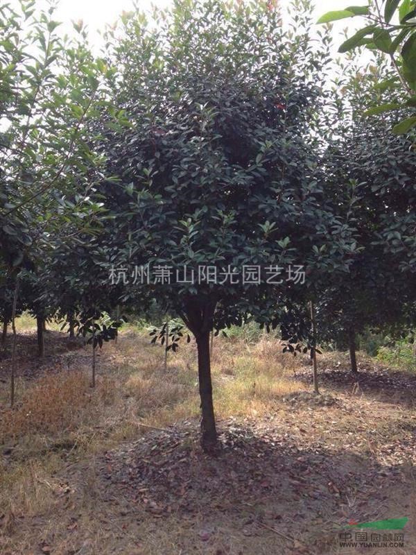 供應2-15公分高桿紅葉石楠