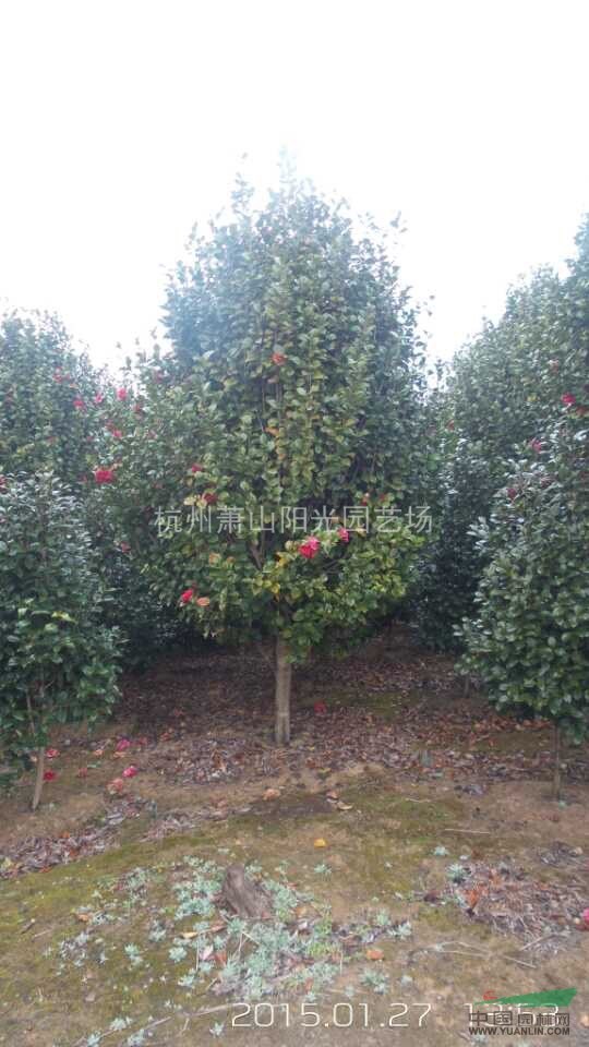 供應H30-H350 及單桿茶花 