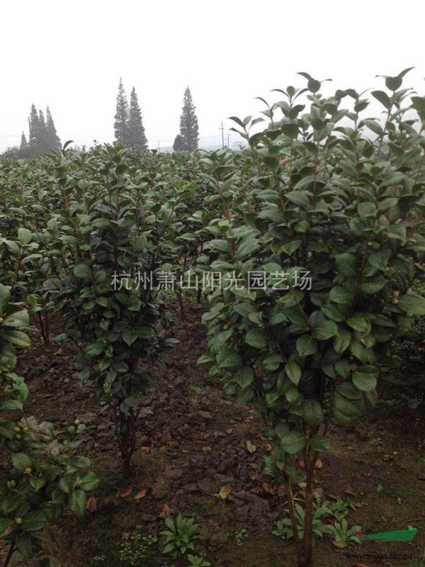 供應H30-H350 及單桿茶花 