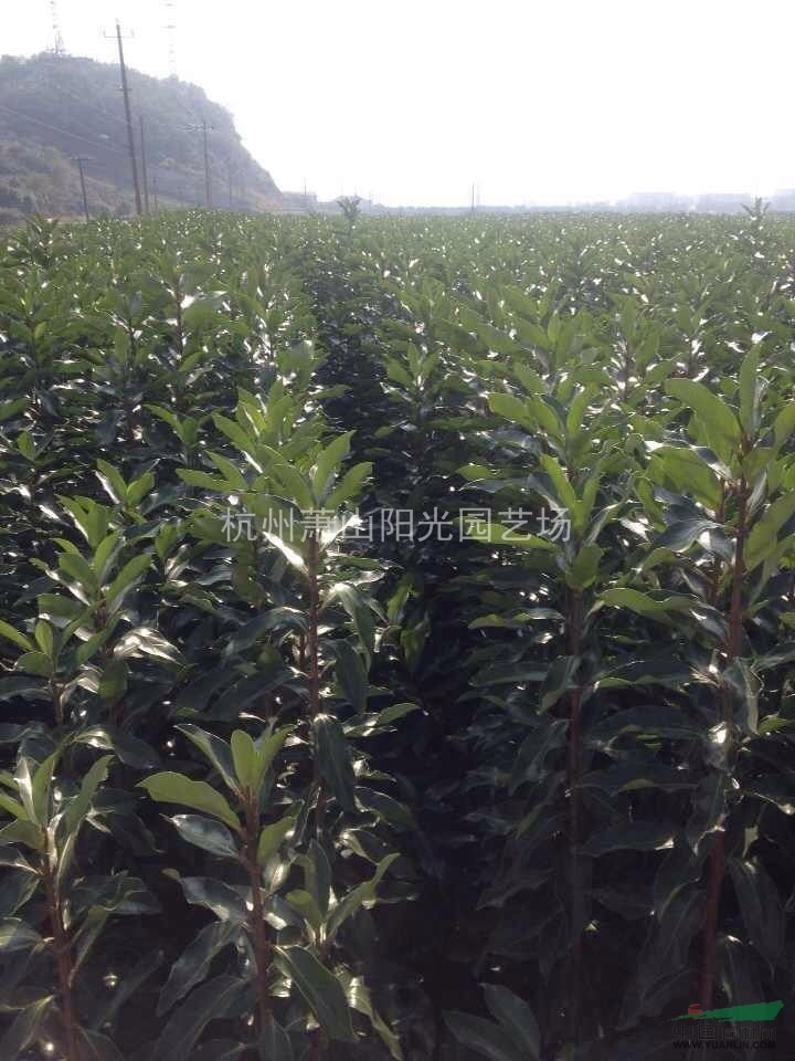 供應H30-H3米精品法青   青珊瑚