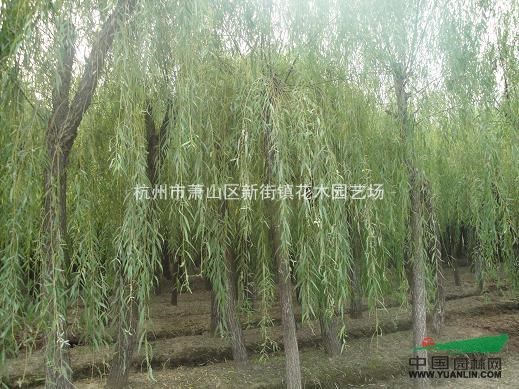 浙江地区供应20公分垂柳、杨柳、棕榈树