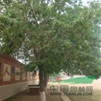 18公分國(guó)槐20公分國(guó)槐25公分國(guó)槐