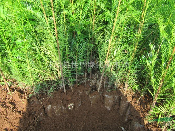 基地銷售   紅豆杉 紅豆杉小苗  園林綠化 小區(qū)綠化